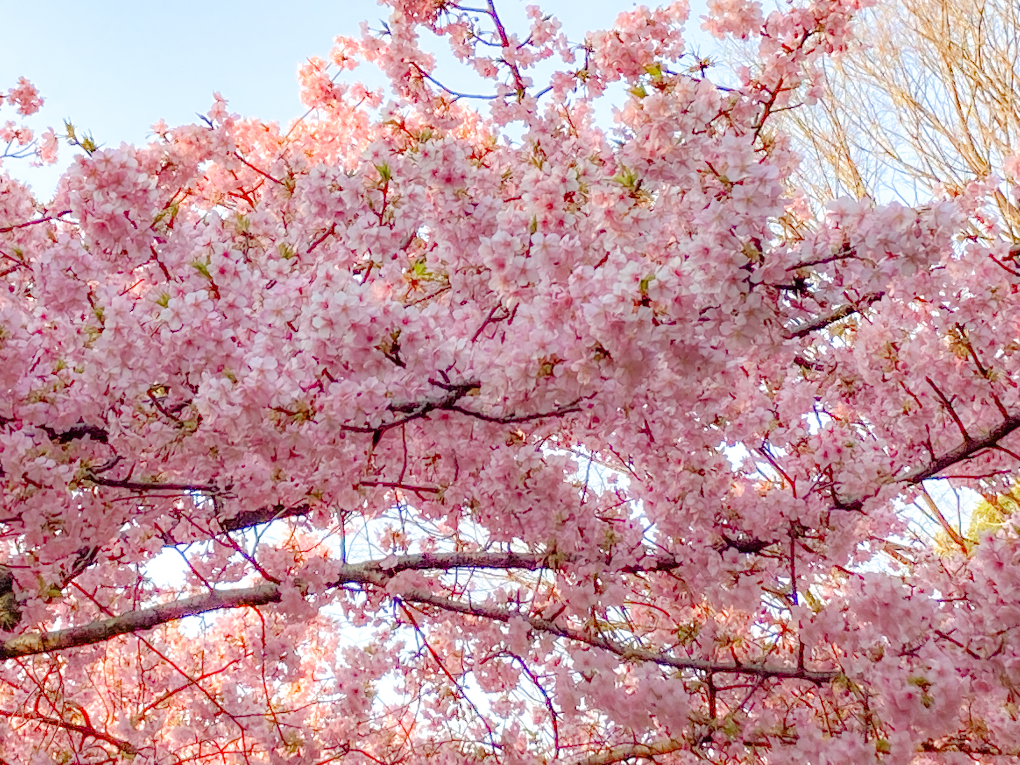 河津桜